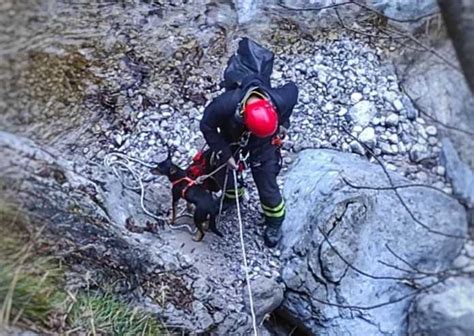 Mandello Il Cane Moky Cade In Una Zona Impervia Recuperato Dai Vigili