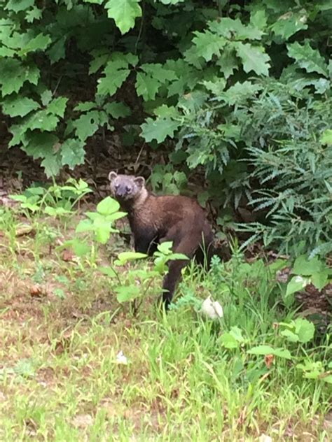 Black Fisher Cat Pictures Eartha Woodley