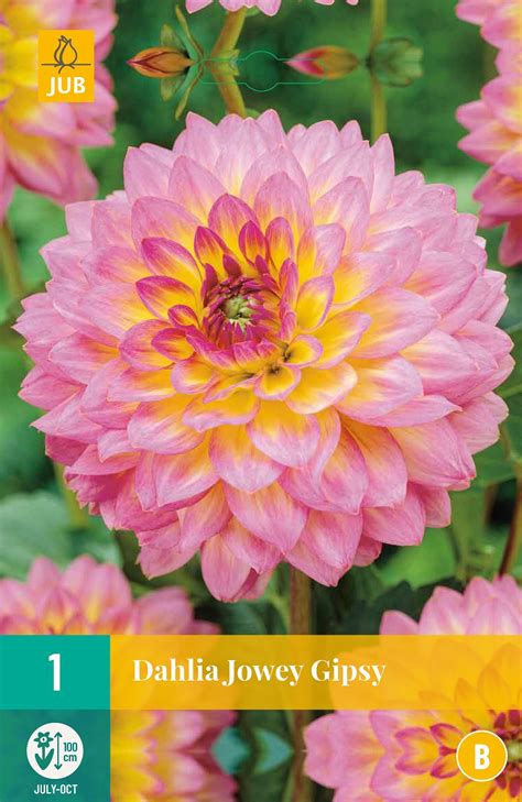 Dahlia Jowey Gipsy Bloembollen Tuinen Shopnl