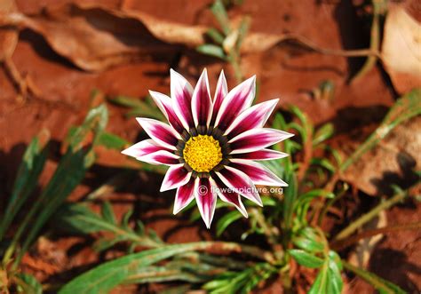 Gazania flower varieties