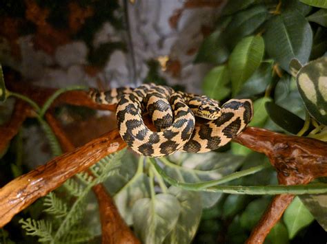 My New Jungle Carpet Python Babou Rsnakes