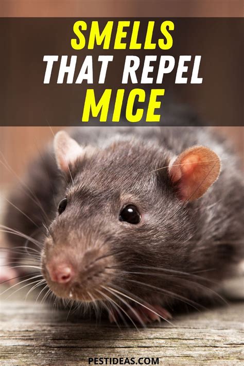 Diy Mice Repellent Natural Rat Repellent Rodent Repellent Plants