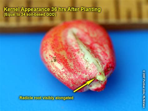 Visual Indicators Of Germination In Corn Purdue University