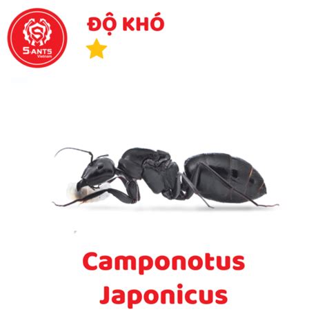 Camponotus Japonicus S Ants Vi T Nam