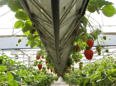 Cultivo De Fresas En Invernaderos PortalFruticola