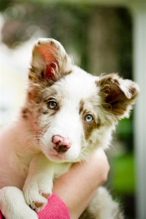 Pin By Grace Degnan On Puppies Red Merle Border Collie Border Collie