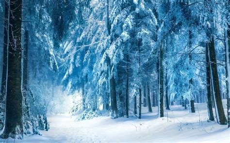 Sunlight Trees Forest Nature Snow Winter Photography Branch Ice