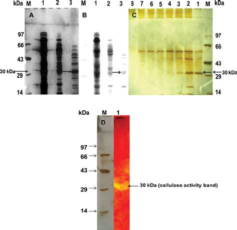 10 Sds Polyacrylamide Gel Electrophoresis Showing The Purification