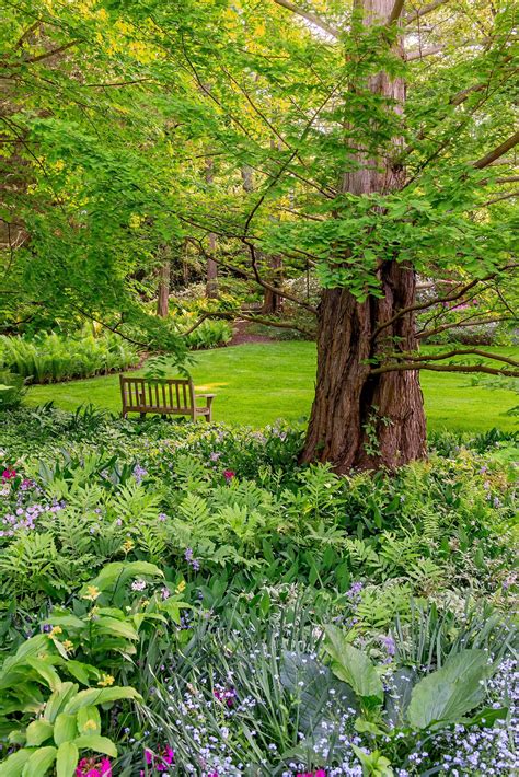 This Gorgeous Fern Garden Shows That These Plants Aren T Just Fillers