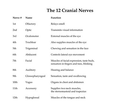 Twelvecranialnerves Ppt Are Given Below Ppt