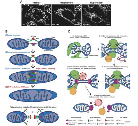 Mechanisms Of Mitochondrial Dynamics MRC Mitochondrial Biology Unit