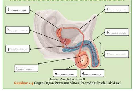 Kunci Jawaban Ipa Kelas 9 Semester 1 Halaman 8 Bab 1 Aktivitas 1 1