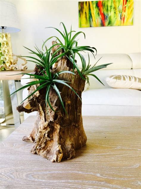 Driftwood Arrangement With Air Plants Super Fast Shipping Etsy Air Plants Plants Arrangement