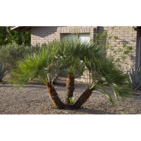 Graines De Palmier Nain Palmier Doum Chamaerops Humilis L