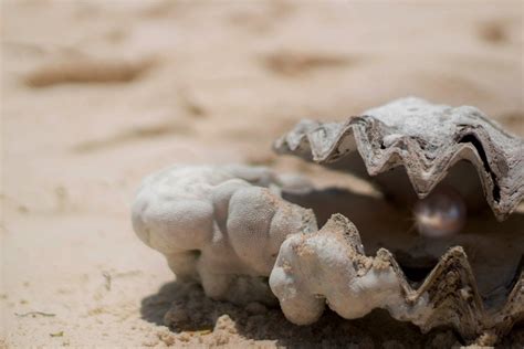 Pearl Diving In Kuwait How The Ancient Tradition Is Being Revived