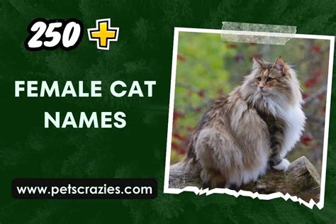 250+ Female Cat Names (Inspiration Guide)