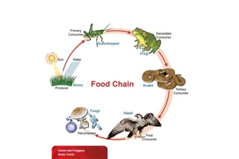Contoh Gambar Rantai Makanan Dan Penjelasannya Lengkap Serta Jelas