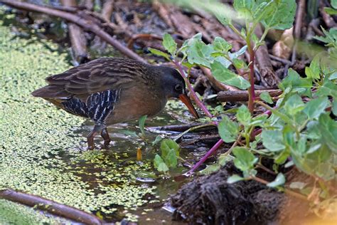 Virginia Rail Coyote Hills Regional Park Fremont Ca Thank Flickr