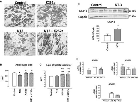 Frontiers Nt Trkc Pathway Modulates The Expression Of Ucp And