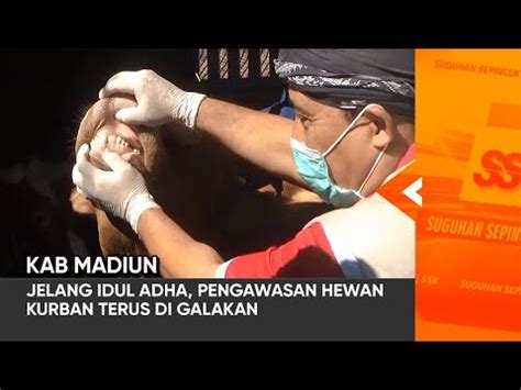 Kab Madiun Jelang Idul Adha Pengawasan Hewan Kurban Terus Di Galakan