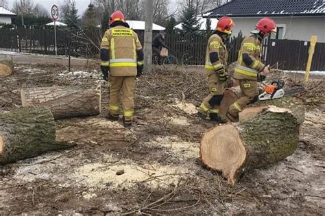 Mazanki Koszmarny Fina Wycinki Drzew Pod Grudzi Dzem Wierzba