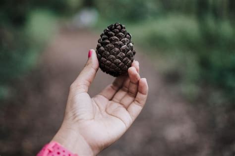 Premium Photo Cropped Hand Of Woman Holding Pine Cone