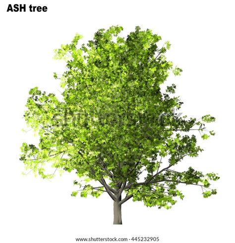 Ash Tree Isolated On White Background Stock Illustration 445232905