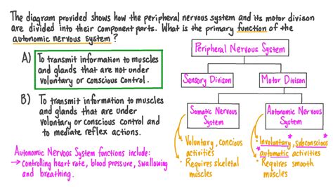 Somatic Motor Division Of The Nervous System