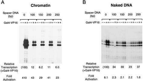 Promoter Structure And Transcriptional Activation With Chromatin