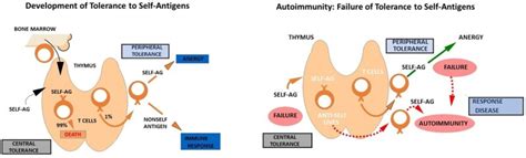 Autoimmune Polyglandular Syndromes Endotext Ncbi Bookshelf