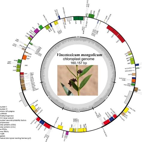 Map Of The V Mongolicum Chloroplast Genome Genes Shown Inside The