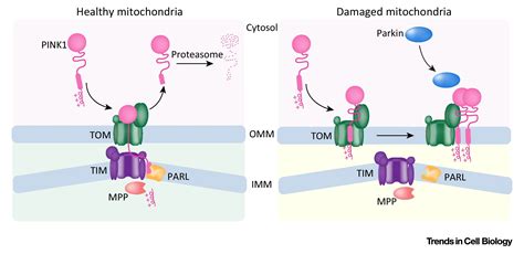 Deciphering The Molecular Signals Of Pink Parkin Mitophagy Trends In