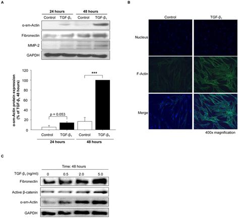 Tgf Induces Myofibroblast Differentiation Of Mrc Lung