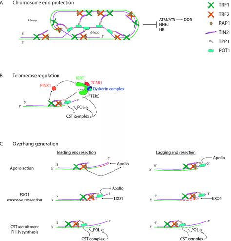 Telomere Structure And Maintenance Human Telomeres Are Specialised