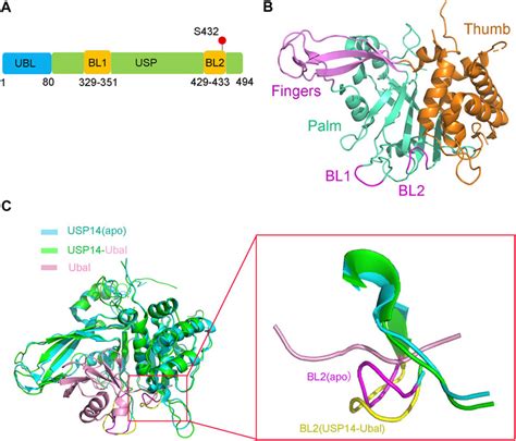 Frontiers Usp14 Structure Function And Target Inhibition