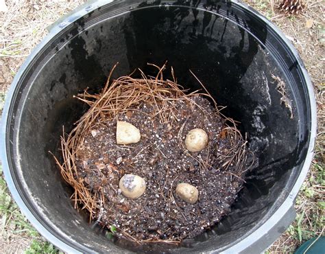 How To Grow Irish Potatoes In A Container Dengarden