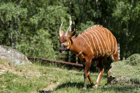 Borås Djurpark Alla Tips Inför Ditt Besök På Borås Djurpark Med Familjen