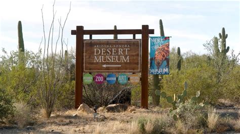 Arizona Sonora Desert Museum YouTube