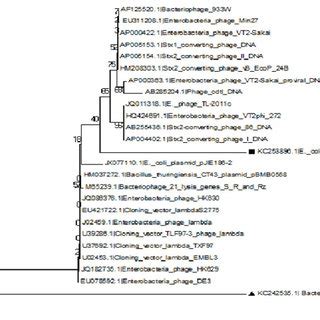 Phylogenetic tree constructed with MEGA software package (version 5.3 ...