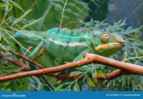 Lizard Veiled Chameleon Stock Image Image Of Lizards 107044611