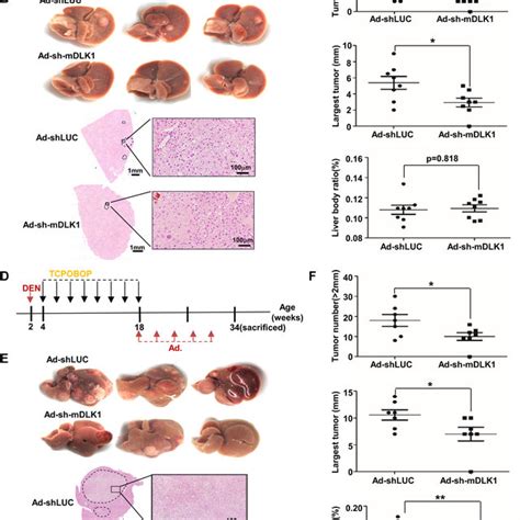 The Inducible Dlk Knockdown Can Inhibit Proliferation And Colony