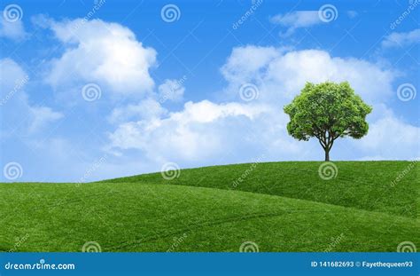 Green Summer Landscape Scenic View Wallpaper Solitary Tree On Grassy