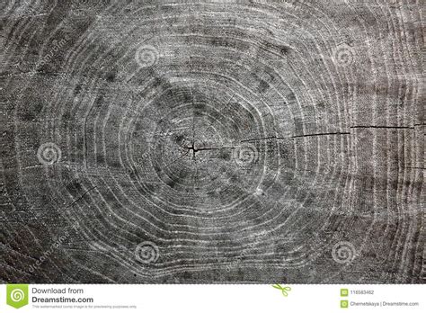 Tree trunk cross section, stock photo. Image of circular - 116583462