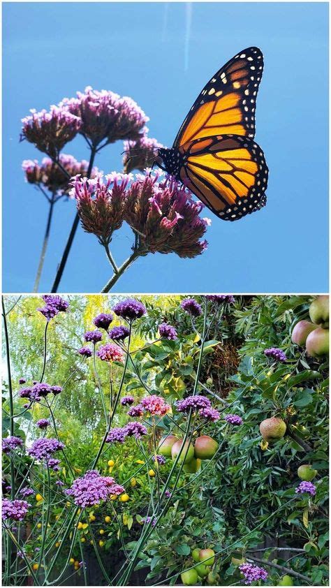 Top 23 Plants For Pollinators Attract Bees Butterflies