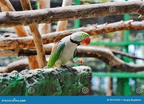 Cute Green Parrot Stock Photo Image Of Tropical Pretty 99157070