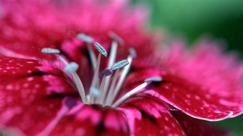 Wallpaper Pink Flowers Red Blossom Leaf Flower Flora Petal