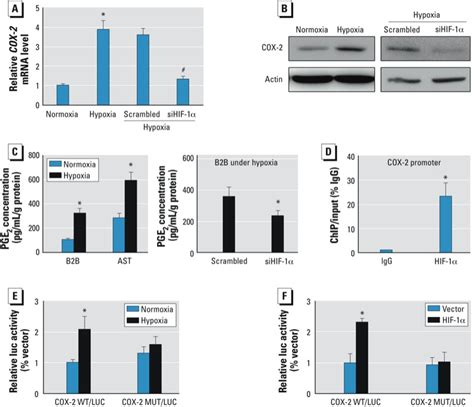 Hif Directly Regulates Cox Expression At The Transcriptional