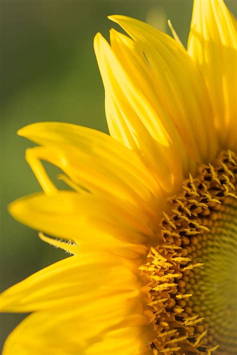 Sunflower Petals Flower Yellow Macro HD Phone Wallpaper Peakpx