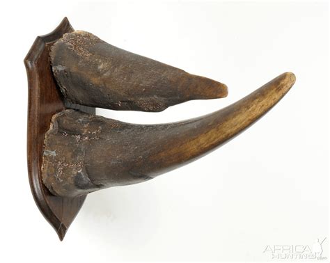 White Rhinoceros Horns | AfricaHunting.com