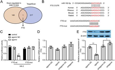 Full Article MicroRNA 192 5p Downregulates Fat Mass And Obesity